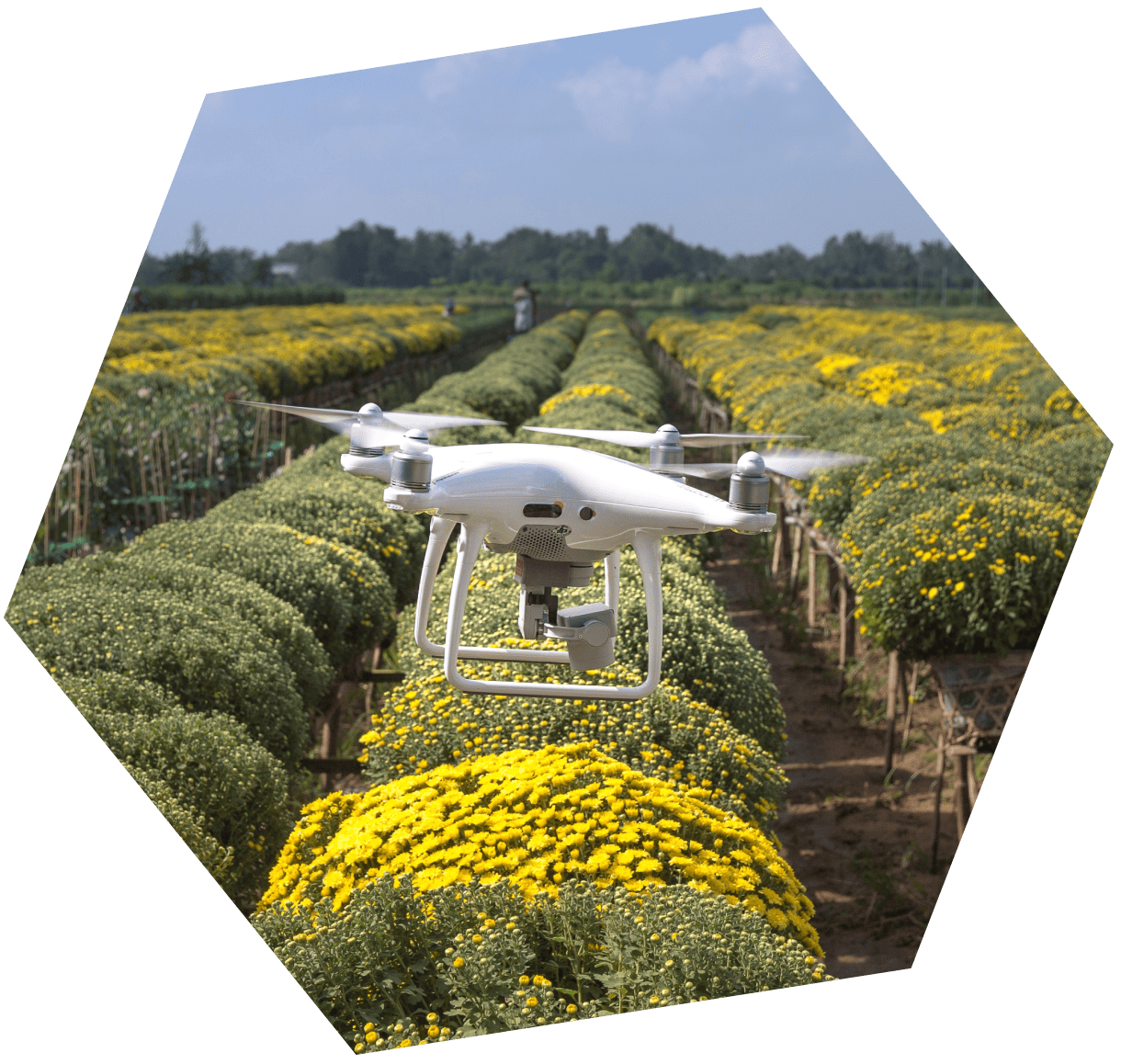 hexagono_agrotecnologia Globalhitss - soluciones